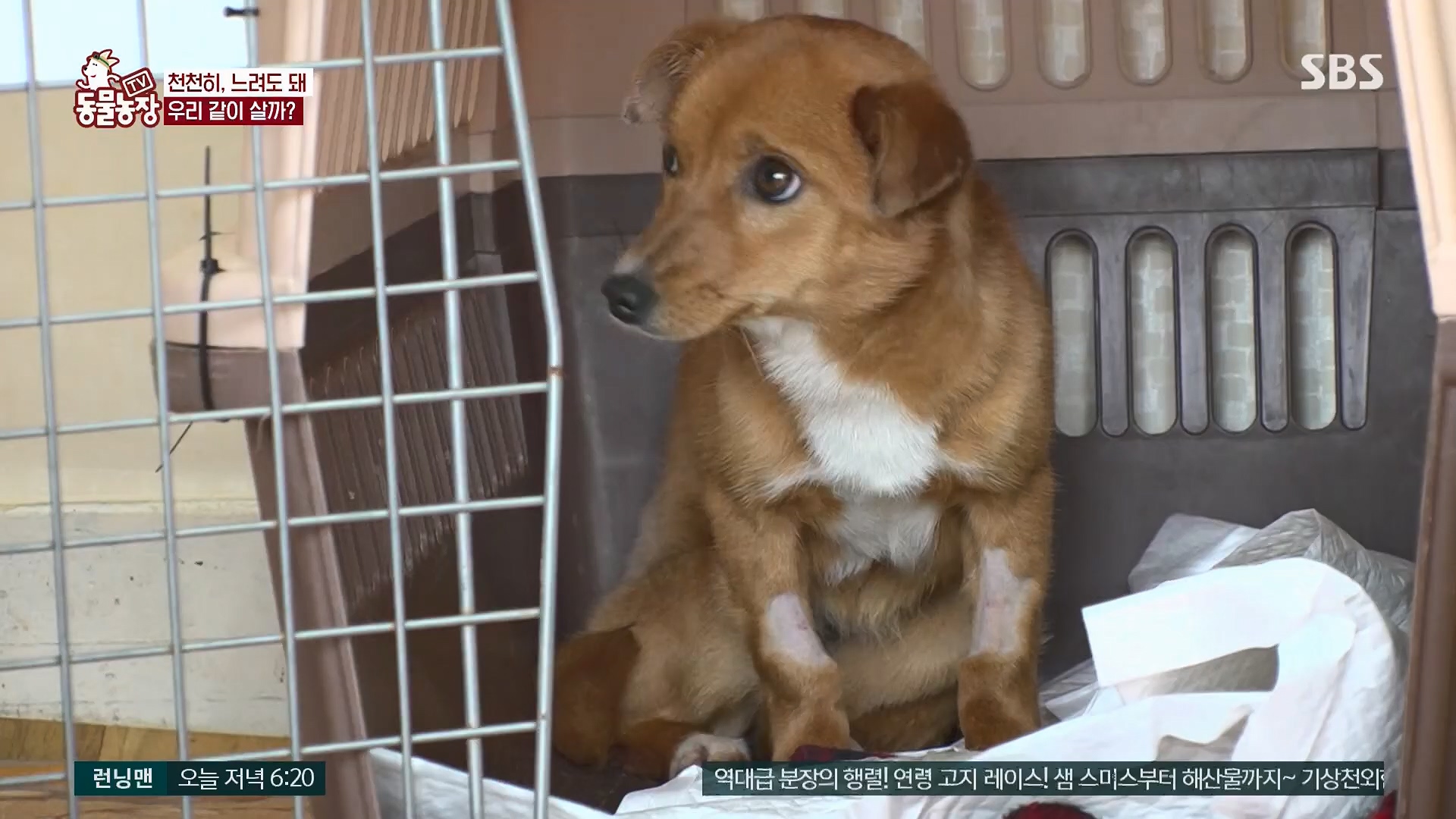 TV 동물농장.E1119.230507p.H264-F1RST.mp4_20230507_135915.601.jpg