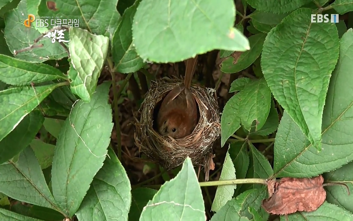 생존 3부_ EBS 다큐프라임_ 220629.avi_20220701_204000.393.jpg