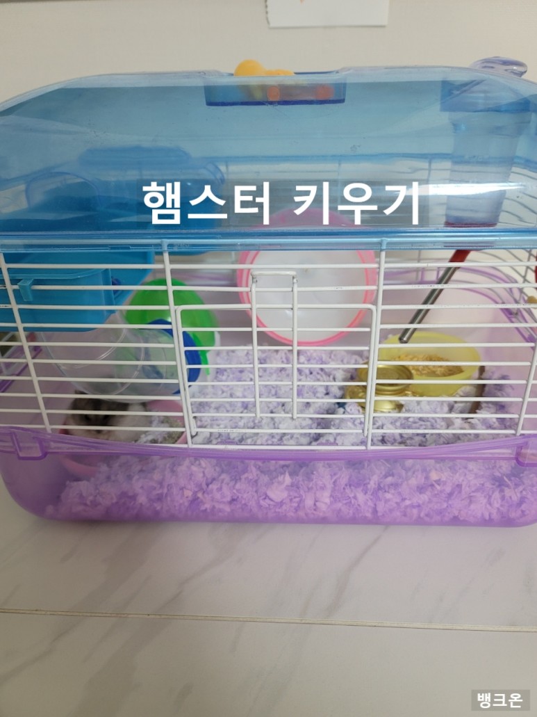 햄스터 단점 애완동물 2
