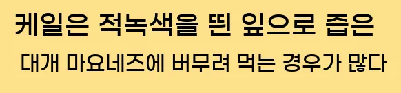  3) 케일은 적녹색을 띈 잎으로, 즙은 대개 마요네즈에 버무려 먹는 경우가 많다.