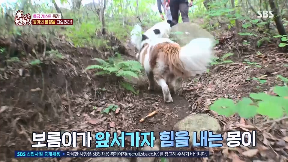 TV 동물농장.E1128.230709p.H264-F1RST.mp4_20230709_183532.932.jpg