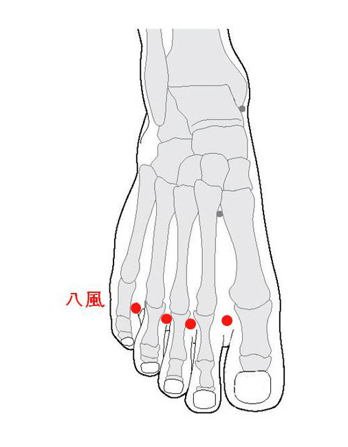 경외기혈(EX) > EX-LE10 팔풍 (八風) 1