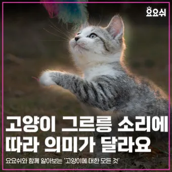 고양이 그르릉 소리 상황 설명_13