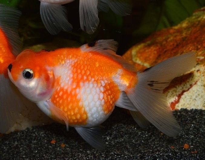 그리고 유래를 알아봅니다. 메기 효과의 의미와 의미 2