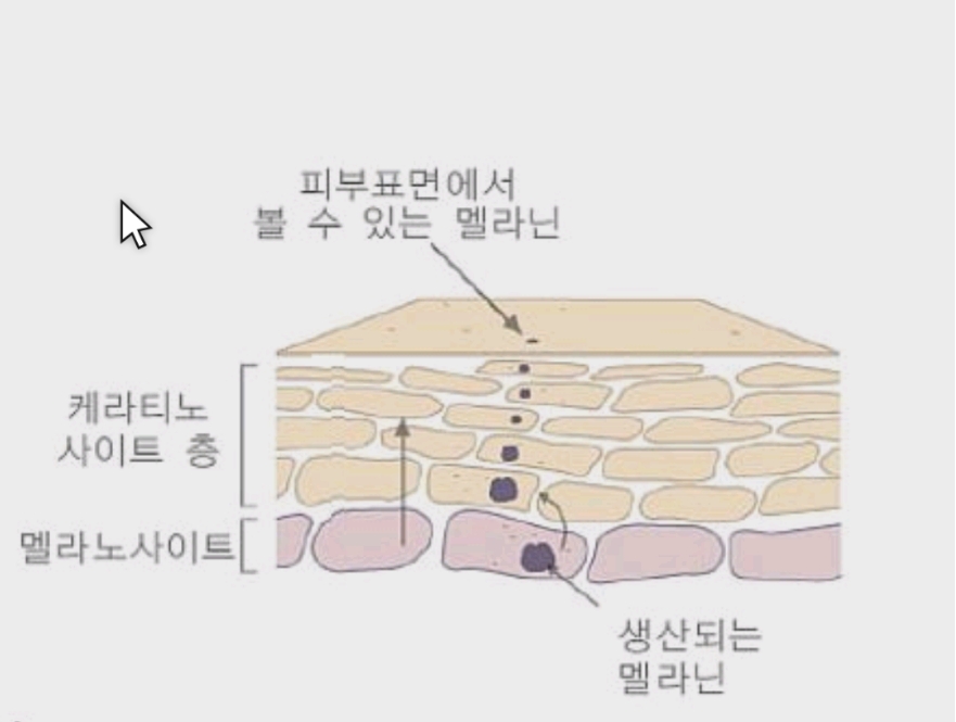  까만피부 남자 여자 얼굴하얘지는 법
