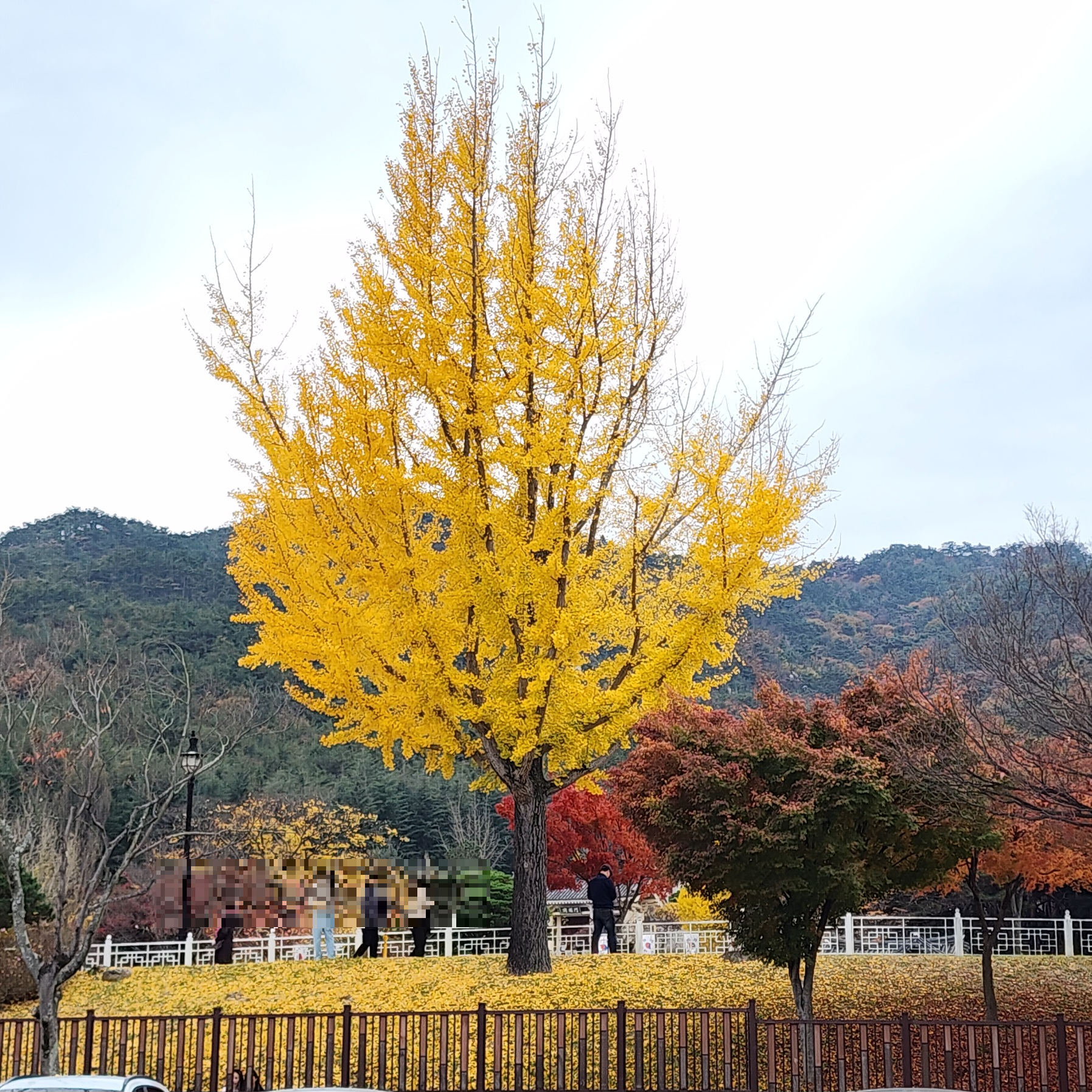 통일전-은행나무