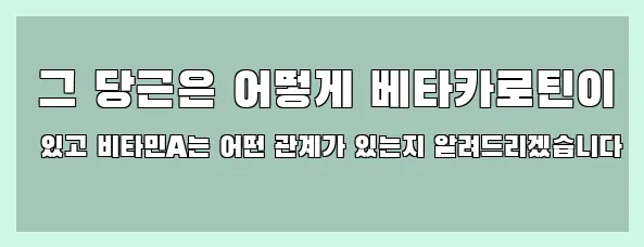  그 당근은 어떻게 베타카로틴이 있고 비타민A는 어떤 관계가 있는지 알려드리겠습니다