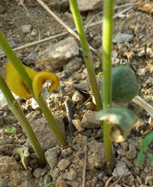 서리태 떡잎 사진