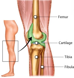 무릎 뒤쪽통증 원인&#44; 관련된 질병&#44; 치료 및 예방법에 대해서 확인해보세요
