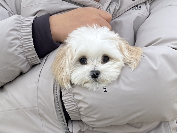 강아지-감기-증상