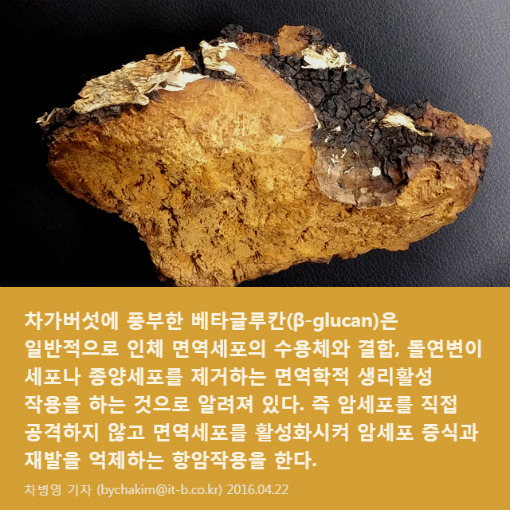 차가버섯의 성분