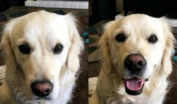  댕댕이 vs 냥냥이 칭찬받기