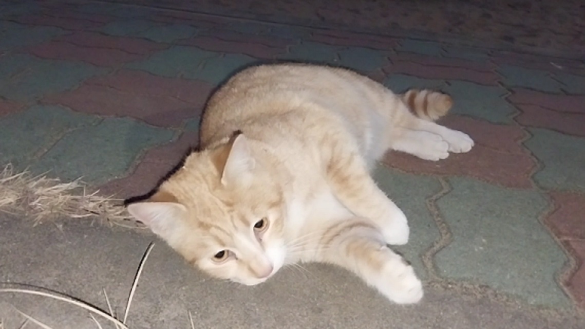 Feline Activities 25