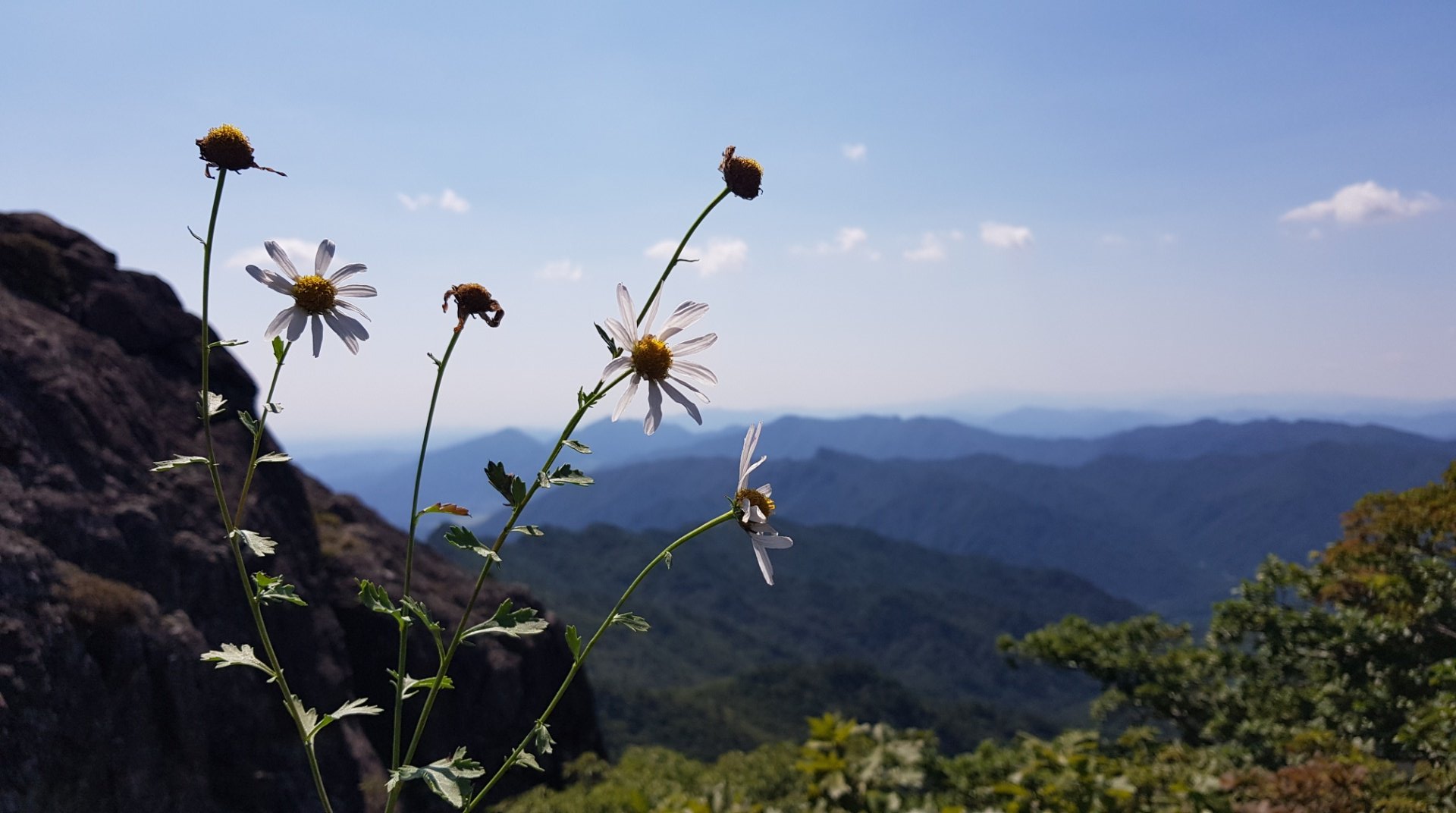 합천 가야산 들꽃