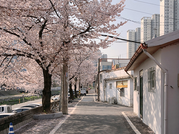 소제동-주택가