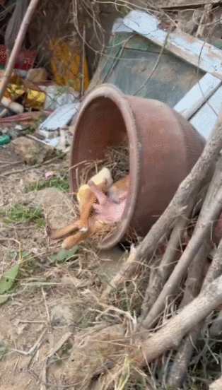 img.gif