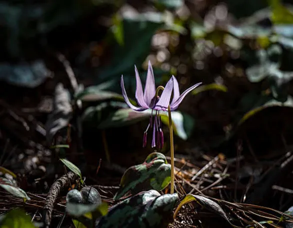 대둔산