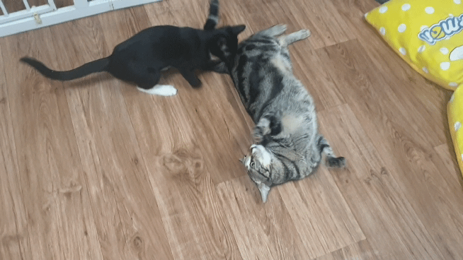  복수하는 고양이 토토.