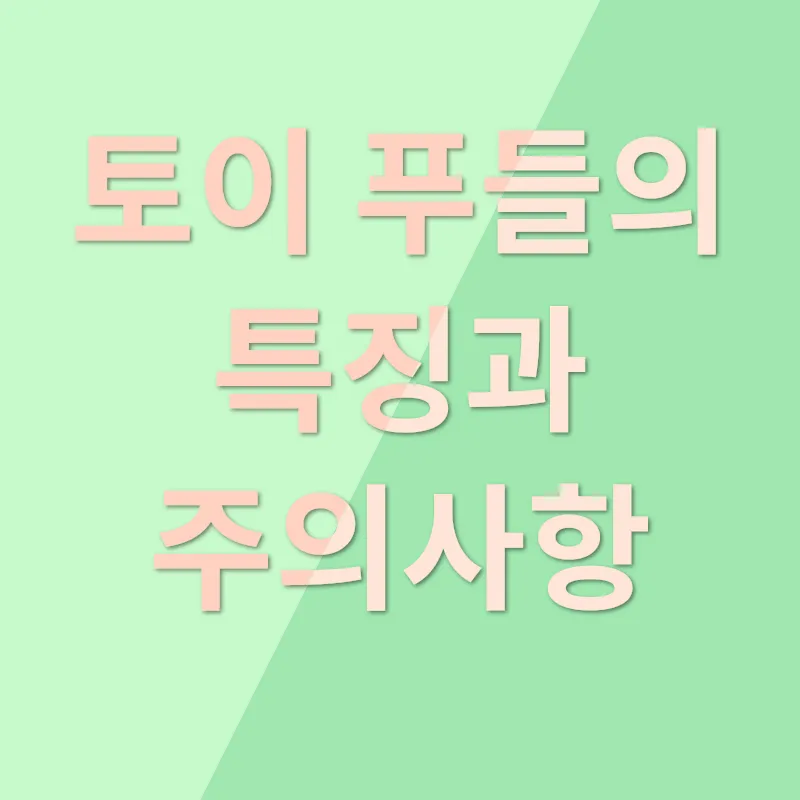 미유펫 김해 토이 푸들 분양_3