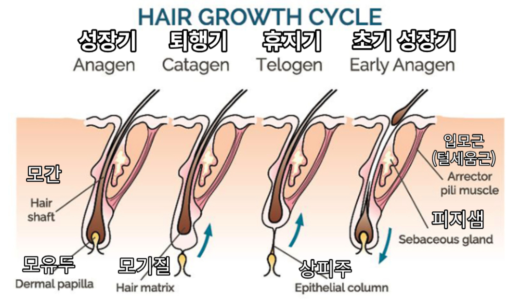 모발의 성장주기