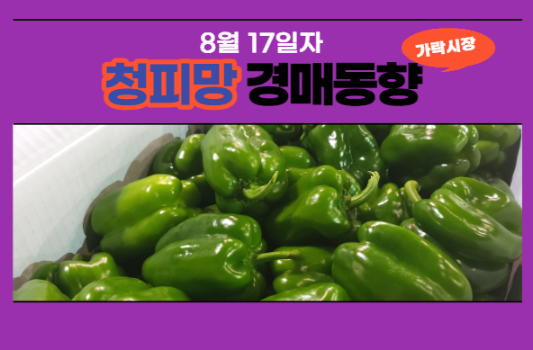  [경매사 일일보고] 8월 17일자 가락시장 청피망 경매동향을 살펴보겠습니다!