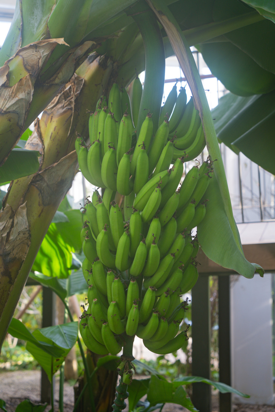 영흥 수목원 바나나