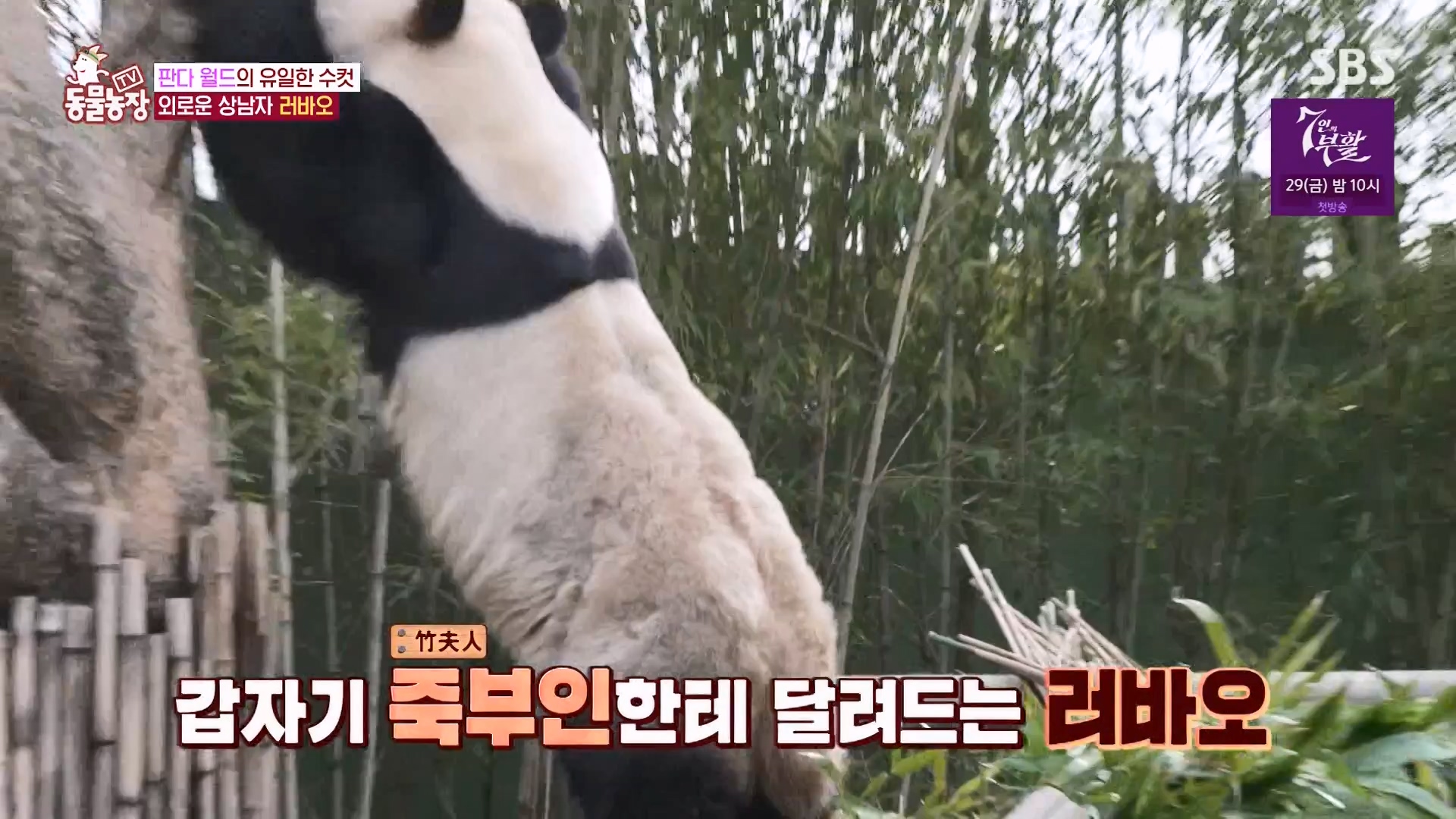 TV 동물농장.E1163.240317p-NEXT.mp4_20240317_171055.433.jpg