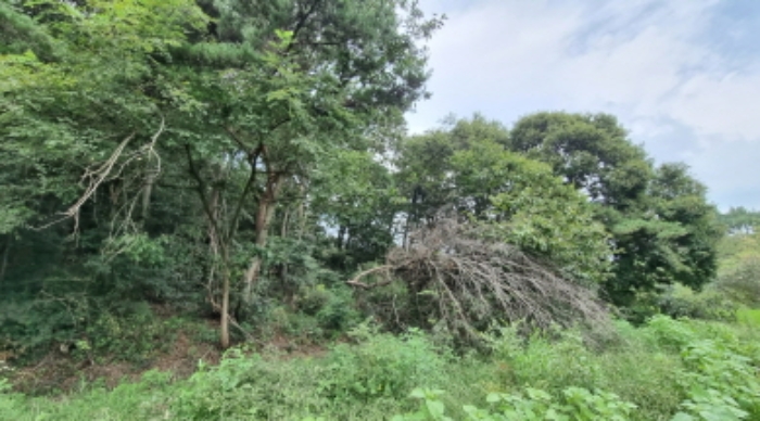 군산지원2022타경24061 목록 4. 토지 전경