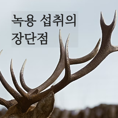 녹용의 효능과 주의사항 바로가기