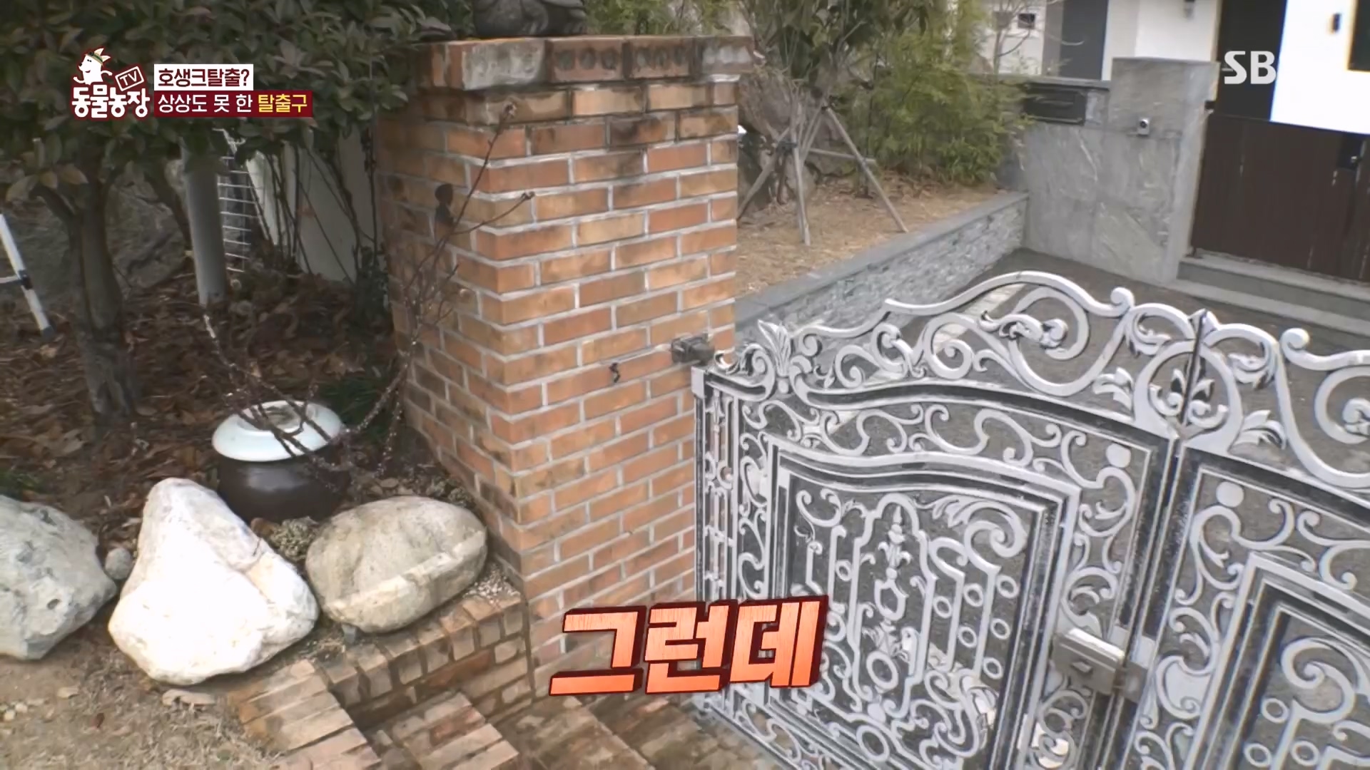 TV 동물농장.E1160.240225p.H264-F1RST.mp4_20240225_165131.634.jpg