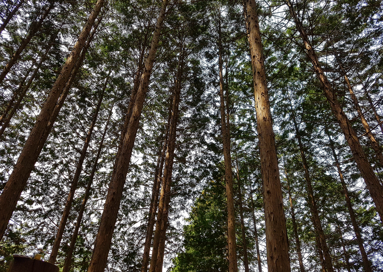 편백나무숲
