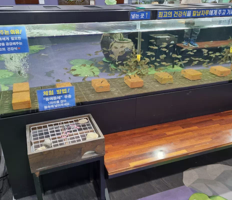 칼납자루-먹이주기