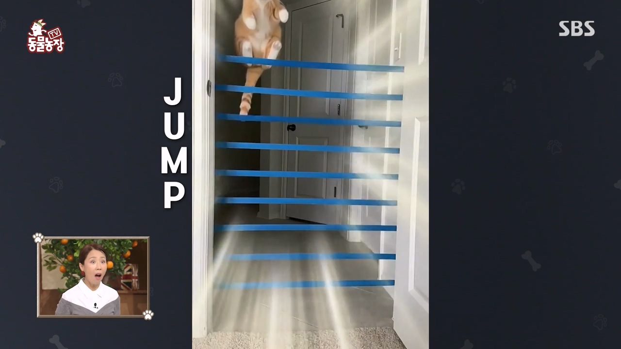 TV 동물농장.E1143.231030p-NEXT.mp4_20231029_161047.090.jpg