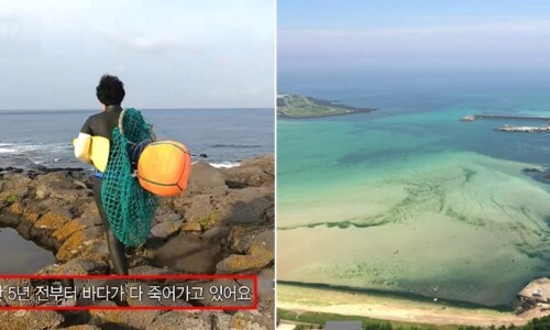 해조류로 만든 컵, 접시