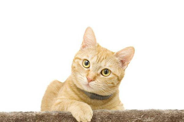  고양이 입양 첫날 꼭 준비 해야할 것 알아봅시다!