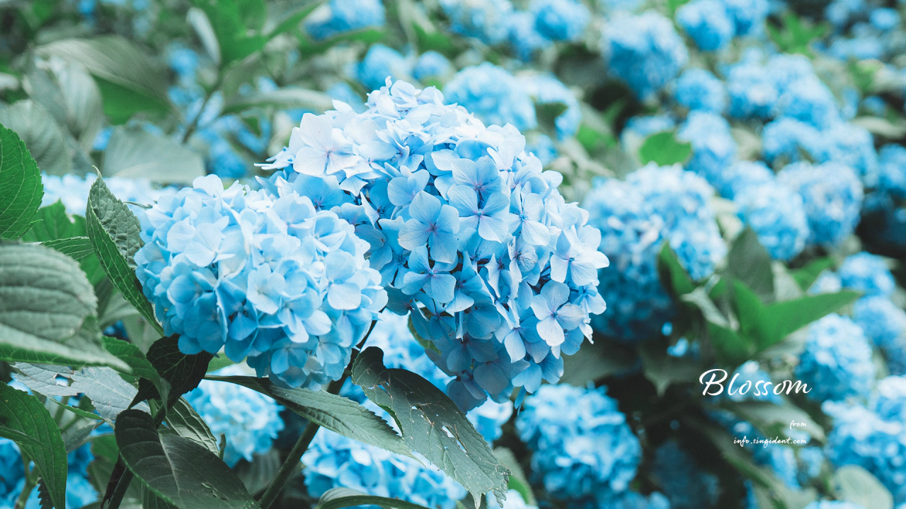 09 파란수국 C - Blossom 꽃배경화면