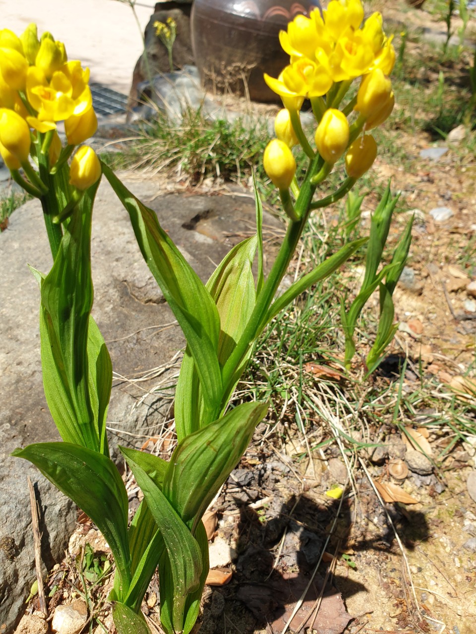 초연당 정원에 핀 금난초