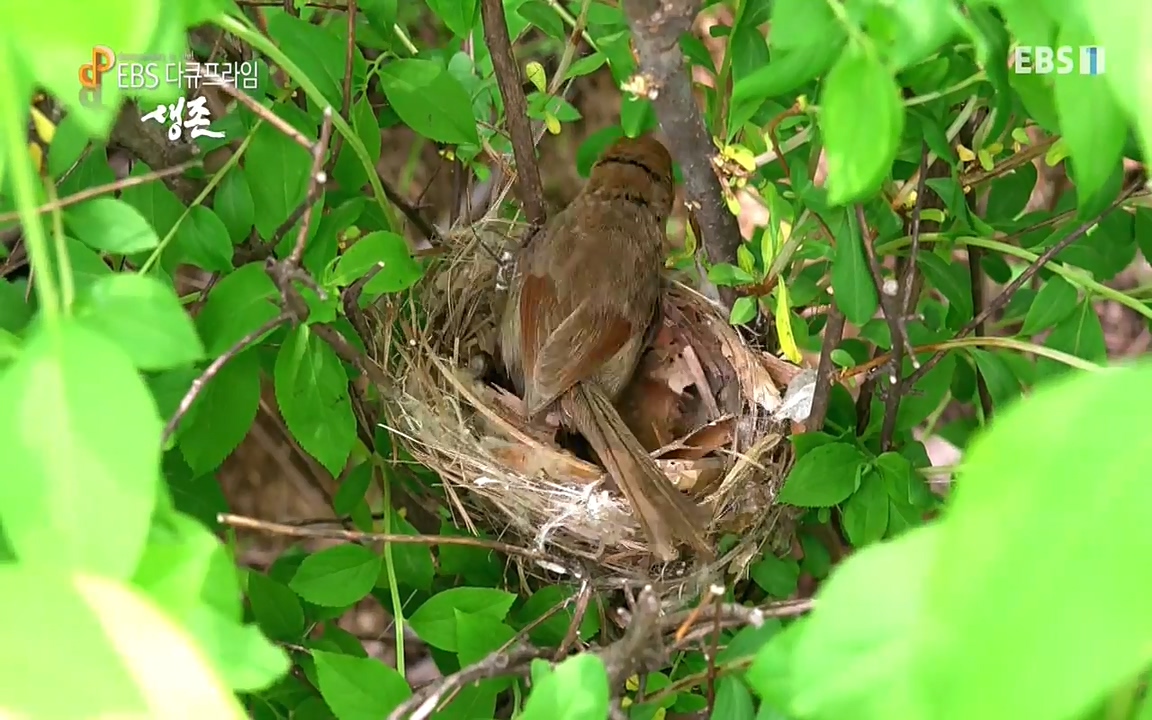 생존 3부_ EBS 다큐프라임_ 220629.avi_20220701_203505.714.jpg