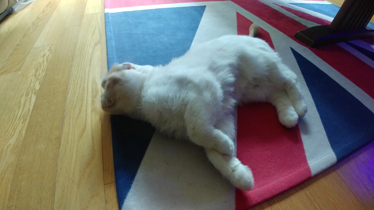 고양이