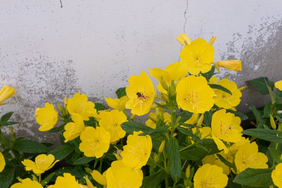 꽃사진 여름의 시골 3