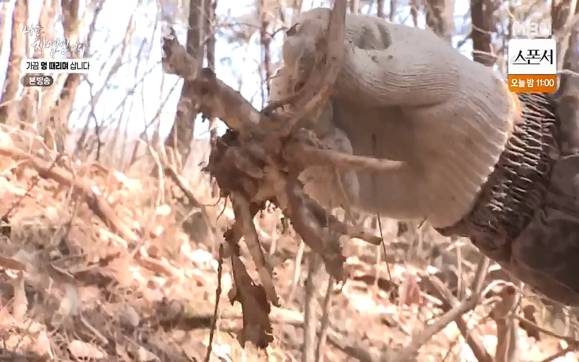 나는 자연인이다.E493.220317p-NEXT.mp4_20220317_172915.199.jpg