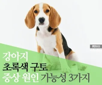 강아지 토 색깔 증상 강아지 토하는 원인과 구토 종류별 건강상태 살펴보기_20