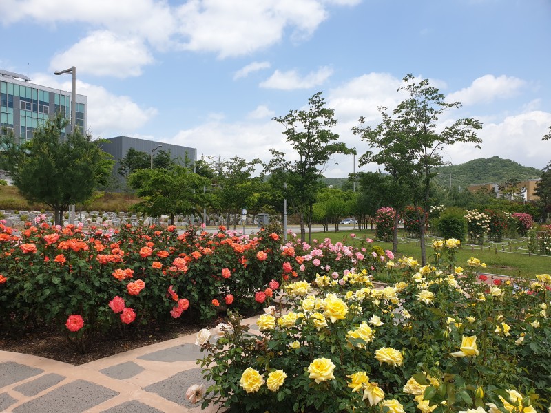 신서중앙공원 이미지