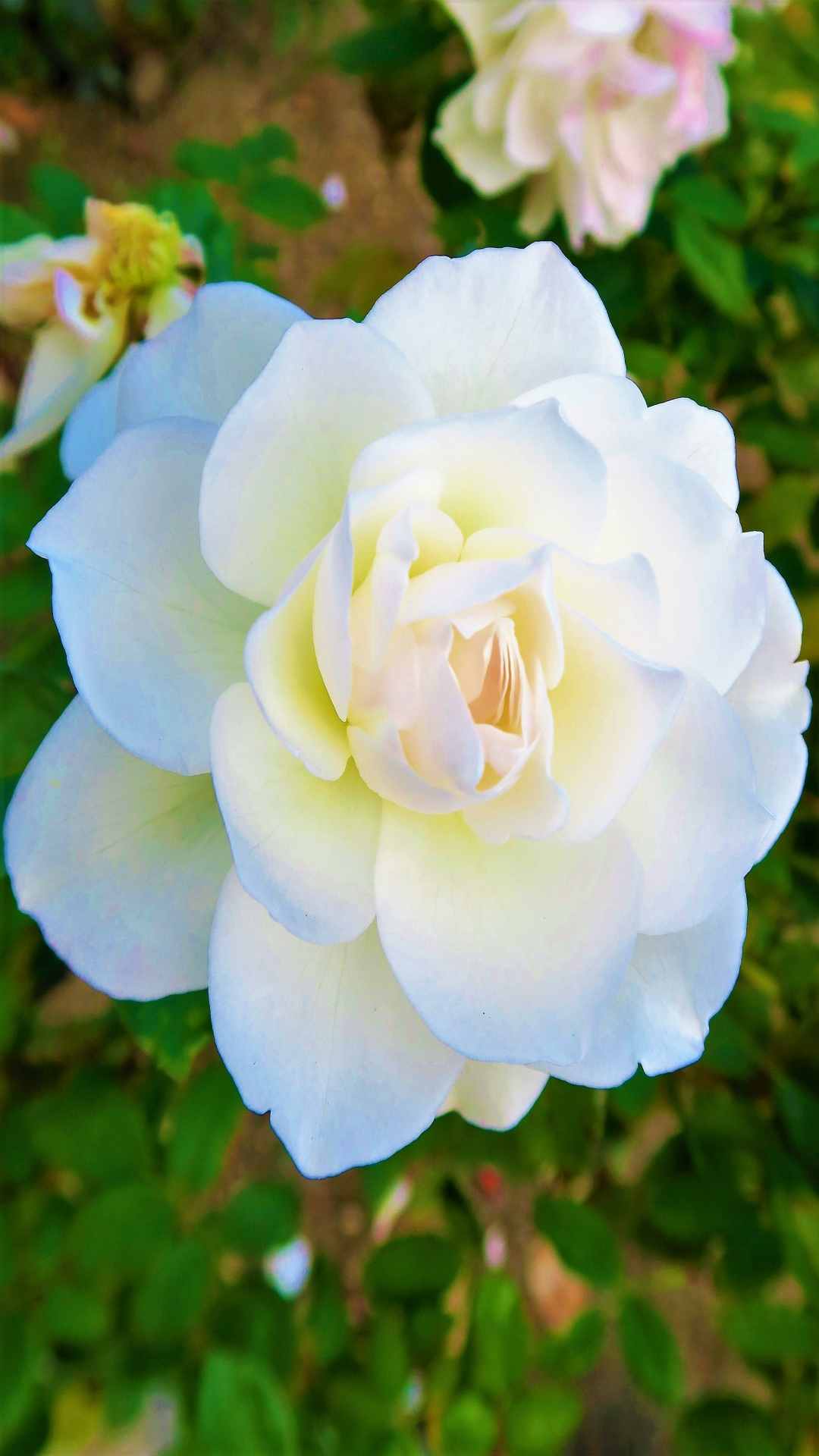 Rose Flower iPhone Wallpaper