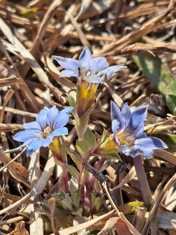정물 당오름, 오름 그리고 금악오름 39