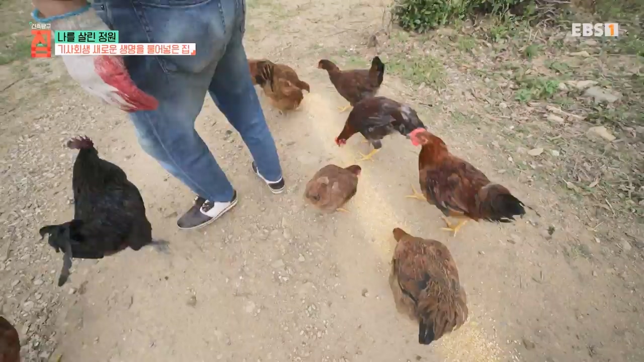 TV - 전 국민의 평생학교 EBS나를 살린 정원.mp4_20230814_211343.089.jpg