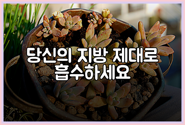 당신의 지방 제대로 흡수하세요