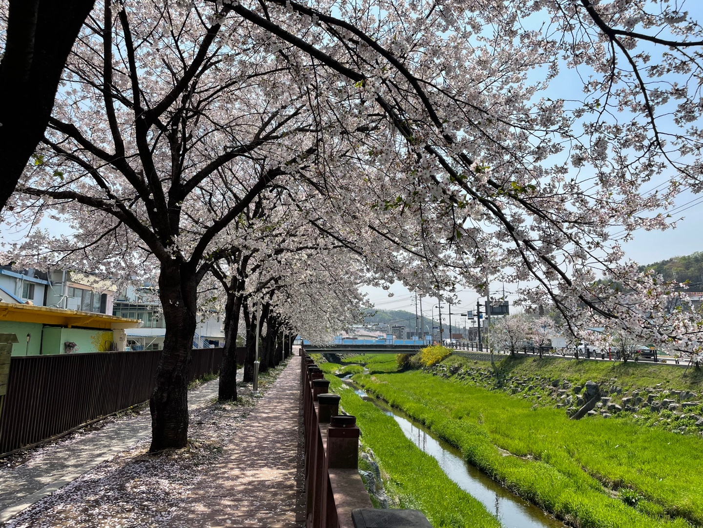 벚꽃모습 -파주 벚꽃명소 광탄 분수천