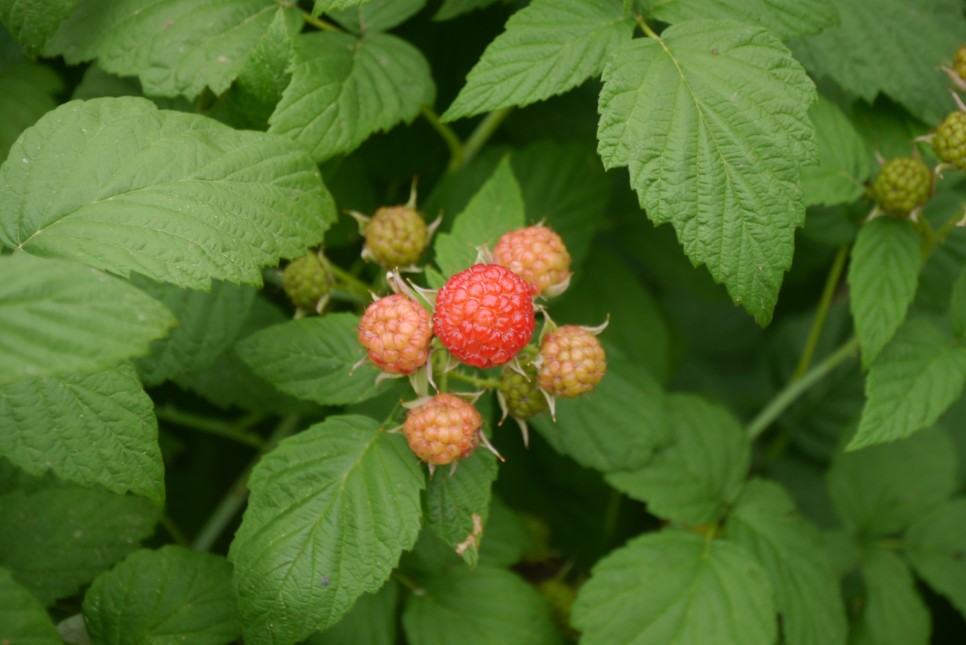 복분자 좋은 다이어트에도 좋아요! 1