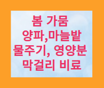 봄 가뭄 양파&#44; 마늘 물 주기